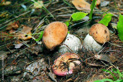 Pilze wachsen im Wald.Steinpilz.Birkenpilz.Hallimasche.Fuchs.Trüffel.Butterpilz. Austernpilz (Pleurotus ostreatus).Nahaufnahme Makro.Gesunde Lebensmittel und Medikamente werden verwendet.Postkarte. photo