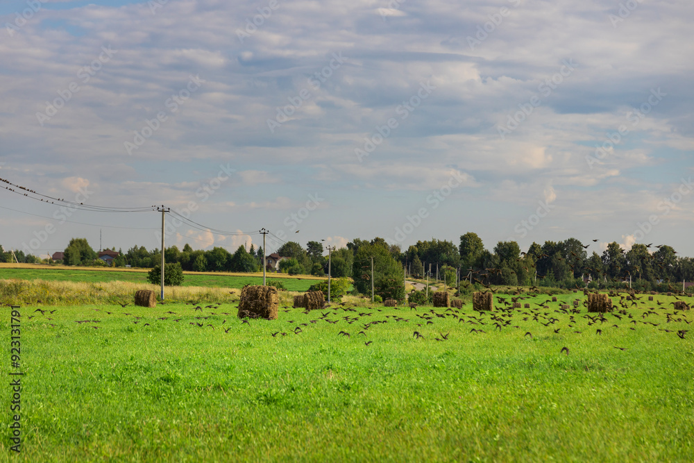 Obraz premium A field of grass with a few trees in the background