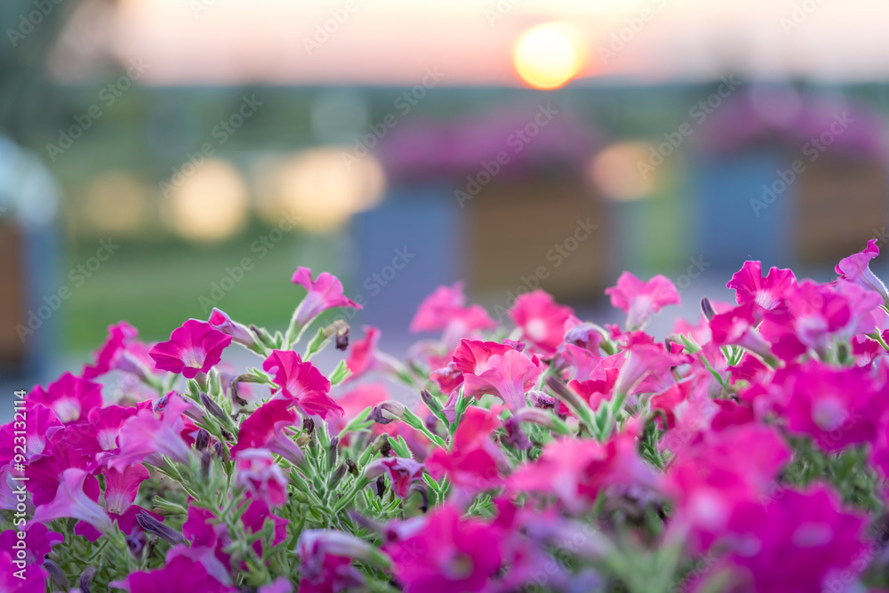 A beautiful garden with a bunch of pink flowers A beautiful garden with a bunch of pink flowers