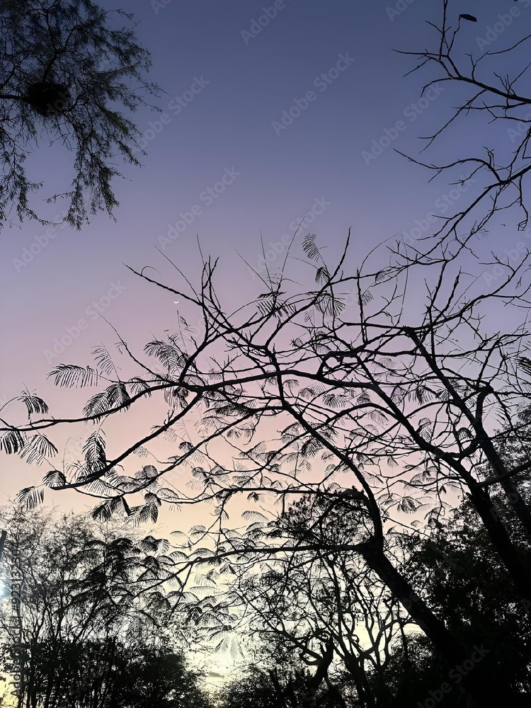 Φωτογραφία Silhouette of trees against a colorful sunset sky in Bahia, Brazil, Brazilian Ca