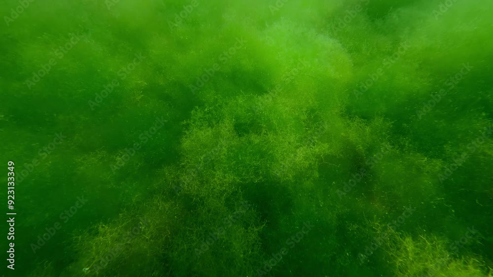 Close-up of the seabed covered with a continuous layer of Green Cladophora algae in the sun glare, Camera moving forwards over the algae