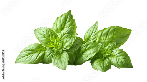 Sweet basil herb leaves, close-up, isolated on white background. Sweet Genovese basil.