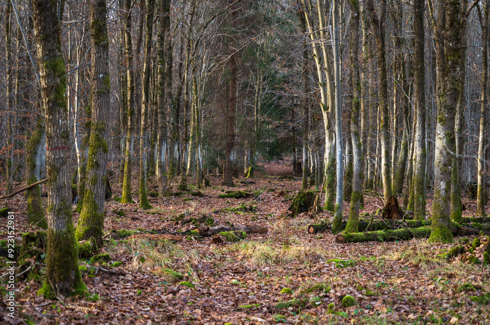 Schönbuch Nature Park in the Stuttgart Region Schönbuch Nature Park in the Stuttgart Region