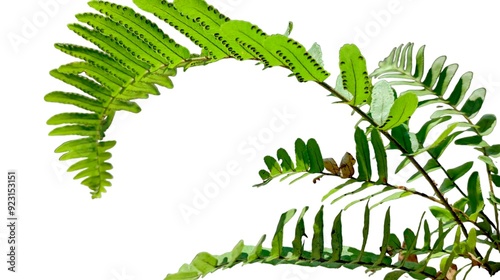 Bracken fern ,green Boston fern frond on light background photo