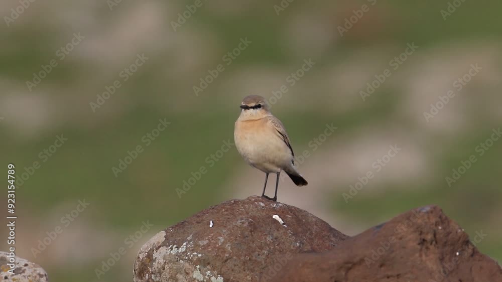 There are many Isabelline Wheatear (Oenanthe isabellina) in Karacadağ at an altitude of 1957 meters, which spreads across the provincial borders of Diyarbakır, Mardin and Şanlıurfa. There are many Isabelline Wheatear (Oenanthe isabellina) in Karacadağ at an altitude of 1957 meters, which spreads across the provincial borders of Diyarbakır, Mardin and Şanlıurfa.