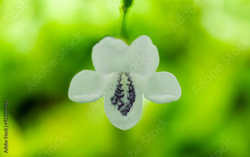 Macro shot of blossom cute flower with blurry green background © Johnster Designs