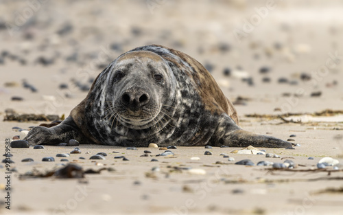 Kegelrobbe (Halichoerus grypus) photo