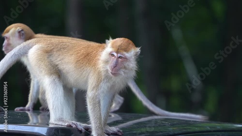 Close up shot of a group of playful long-tailed macaques, macaca fascicularis climbing on top of a car parked at the urban park, curiously wondering around the surroundings. photo