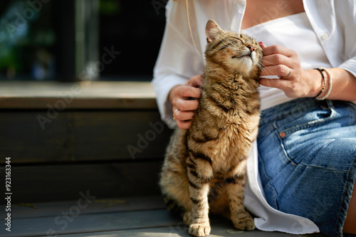 Fototapeta Naklejka Na Ścianę i Meble -  cute striped domestic cat basks in the sun sitting on a ladder step, light-skinned woman's hands pet a brown-striped house cat who smiles like the Cheshire Cat