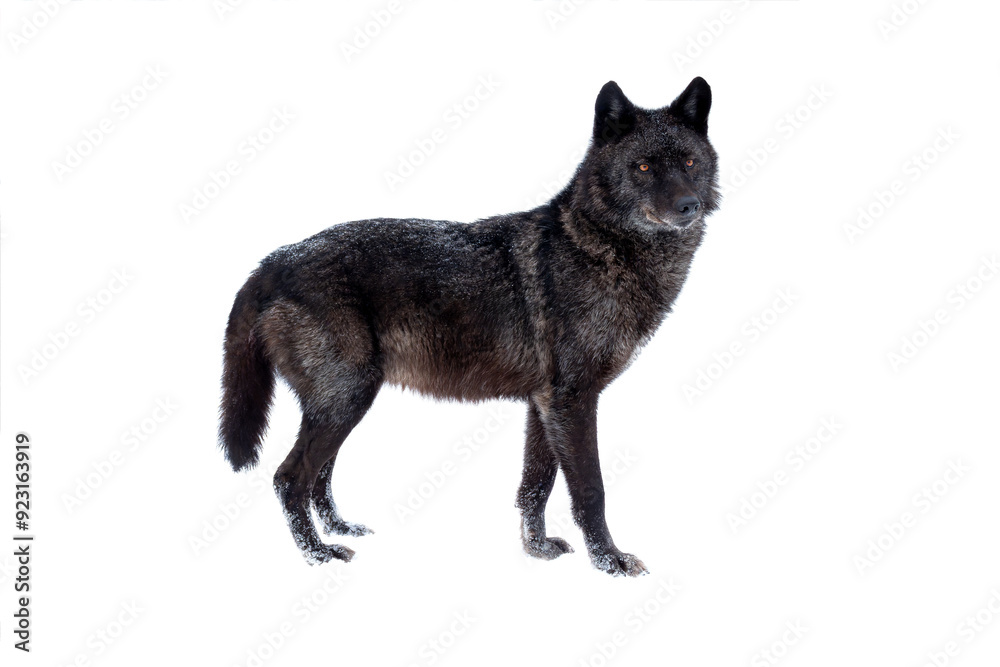 canadian black wolf isolated on white background. canadian black wolf isolated on white background.