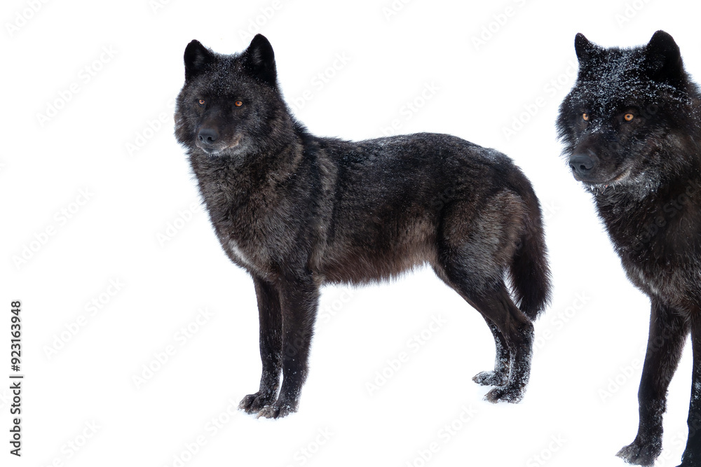 canadian black wolfs isolated on white background. canadian black wolfs isolated on white background.