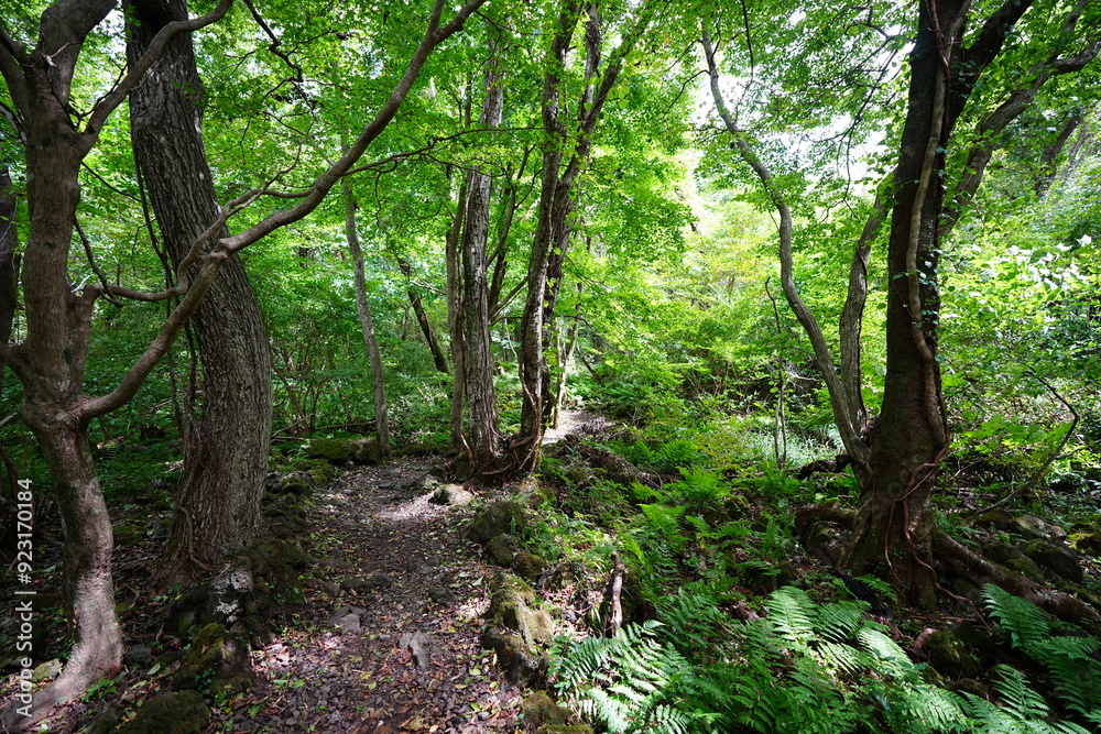autumn pathway through mossy old trees autumn pathway through mossy old trees