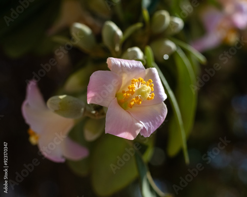 Closeup of flowers of Lagunaria patersonia on a seaside esplanade in Spain in summer photo