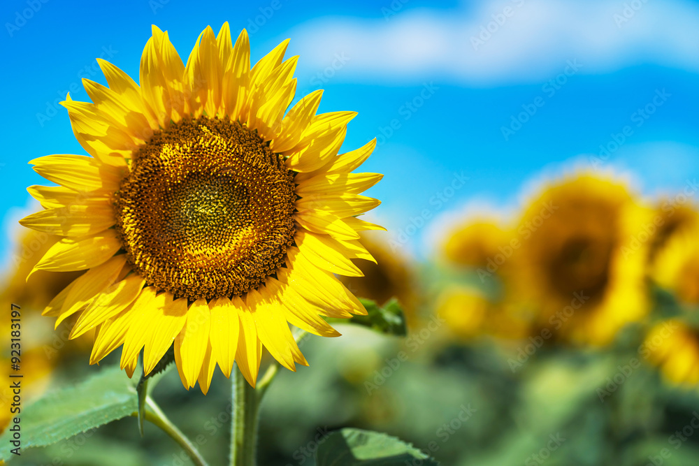 Beautiful sunflower field under blue sky with clouds on a sunny day. Beautiful sunflower field under blue sky with clouds on a sunny day.