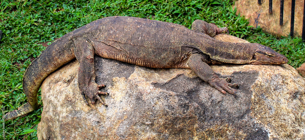 Selective focus of a monitor lizard or Komodo dragon sunbathing on a rock in the park during the day Selective focus of a monitor lizard or Komodo dragon sunbathing on a rock in the park during the day