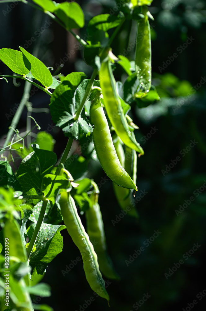 Vegetable garden with growing green peas. Vertical crop. Copy space. Close up. Vegetable garden with growing green peas. Vertical crop. Copy space. Close up.