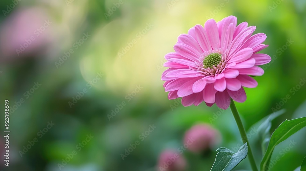 Fototapeta premium Beautiful pink flower with a green stem, highlighting its soft color and natural elegance.