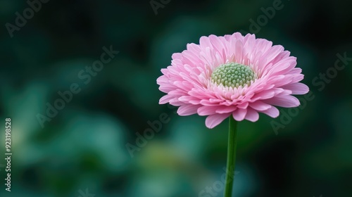 Beautiful pink flower with a green stem, highlighting its soft color and natural elegance.