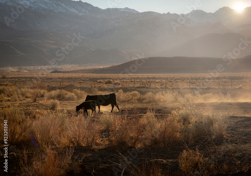 A cow and a calf in a high desert setting backlit in afternoon sunlight