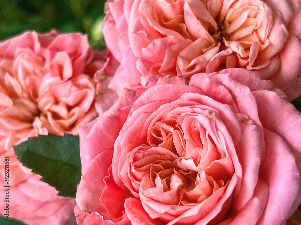 London Eye Rose .Peach-Pink petals,cup shape.fragrance plant London Eye Rose .Peach-Pink petals,cup shape.fragrance plant