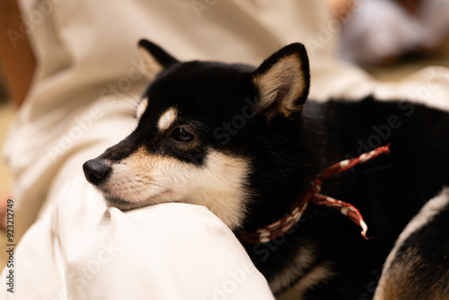 柴犬