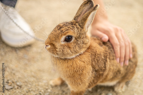 ウサギ