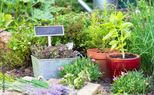 basil in flowerpot  and other herbal plant growing in a garden among flowers ...