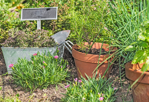 basil in flowerpot  and other herbal plant growing in a garden among flowers ...