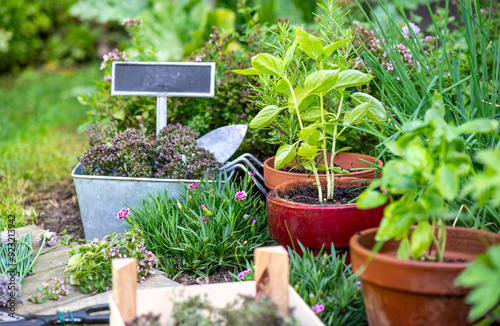 basil in flowerpot  and other herbal plant growing in a garden among flowers ...