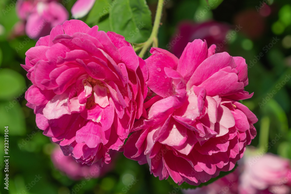 Beautiful pink Rosa damascena flowers, close-up. Damask rose, Iranian Rose, Bulgarian rose. Beautiful pink Rosa damascena flowers, close-up. Damask rose, Iranian Rose, Bulgarian rose.