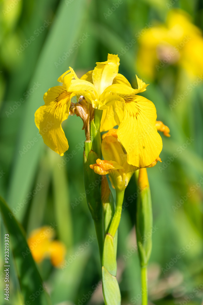 Beautiful yellow flowers of Iris pseudacorus. the yellow flag, yellow iris Beautiful yellow flowers of Iris pseudacorus. the yellow flag, yellow iris