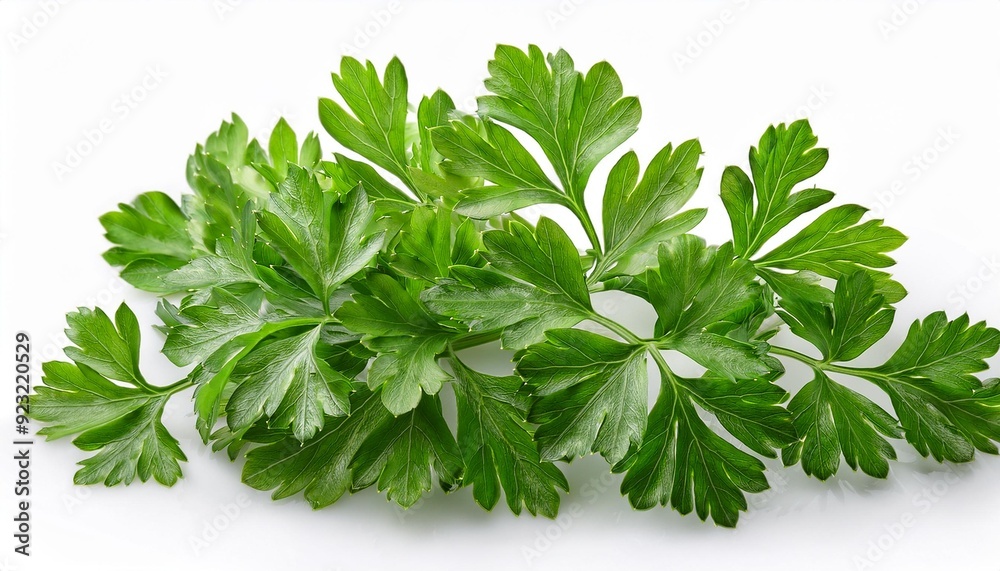Fresh Parsley: Green Leaves Isolated on White Fresh Parsley: Green Leaves Isolated on White