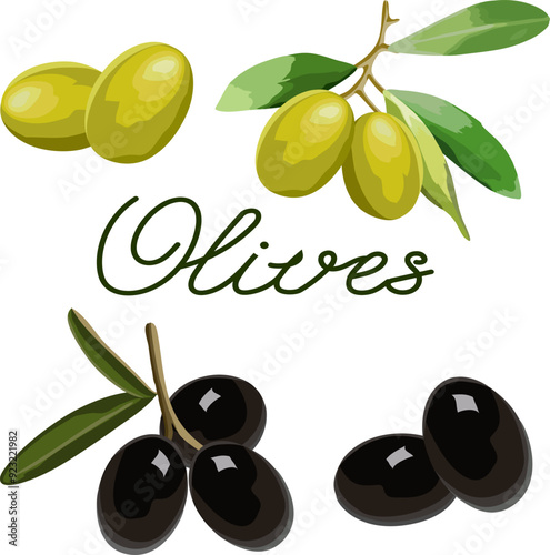 Colored illustration with olives.Green and black olives on a white background in a color illustration with text.