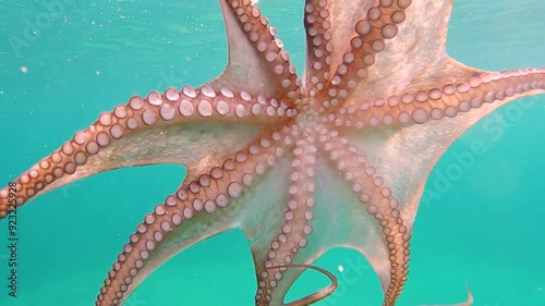 Wild octopus swim underwater in mediterranean sea. Octopuses swimming in slow motion. One octopus at the sea.