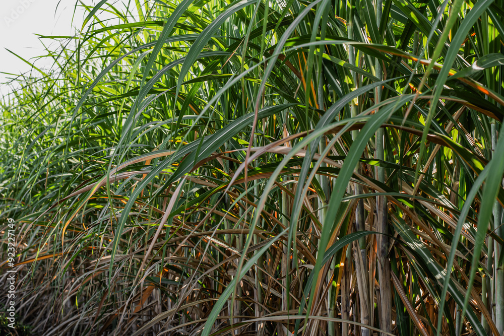 Obraz premium sugarcane fields, fresh’s area, natural growth