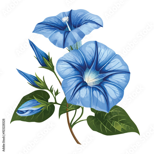 Blue Morning glory flower with leaves vector