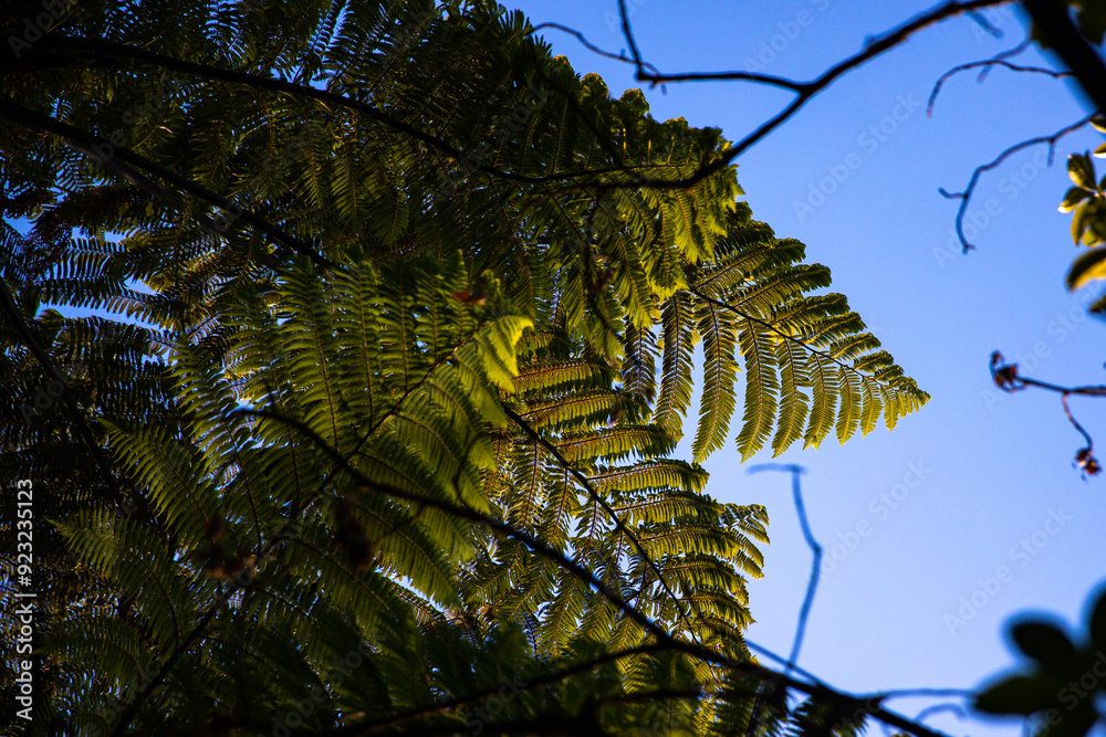 Fototapeta premium unique leaves of native tree ferns in Abel Tasman National Park, New Zealand South Island