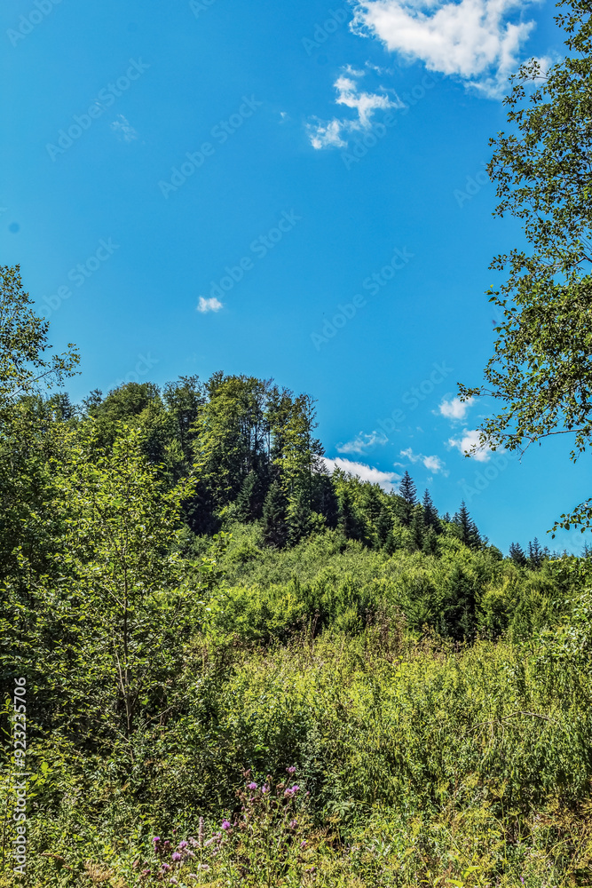 Landscapes - Forest - Europe, Romania, Suceava region Landscapes - Forest - Europe, Romania, Suceava region