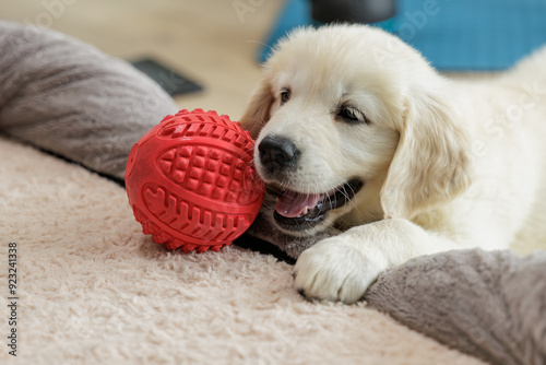 Golden retriever puppy. Dog playing with his red ball in his home. Adoption, animal care.