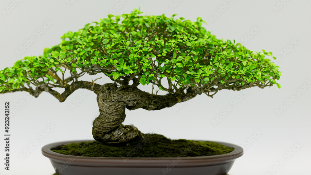 Small green bonsai tree in plant pot. Small green bonsai tree in plant pot.