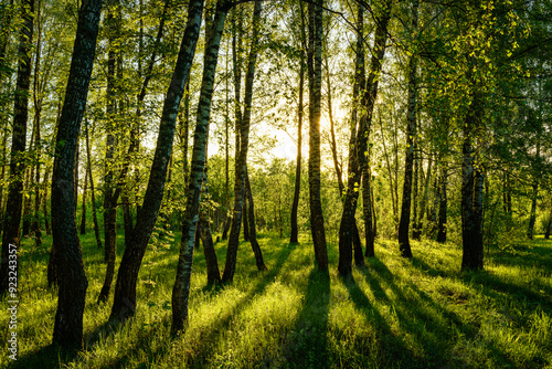 Grove of birches with young green leaves at sunset or sunrise in spring or summer.