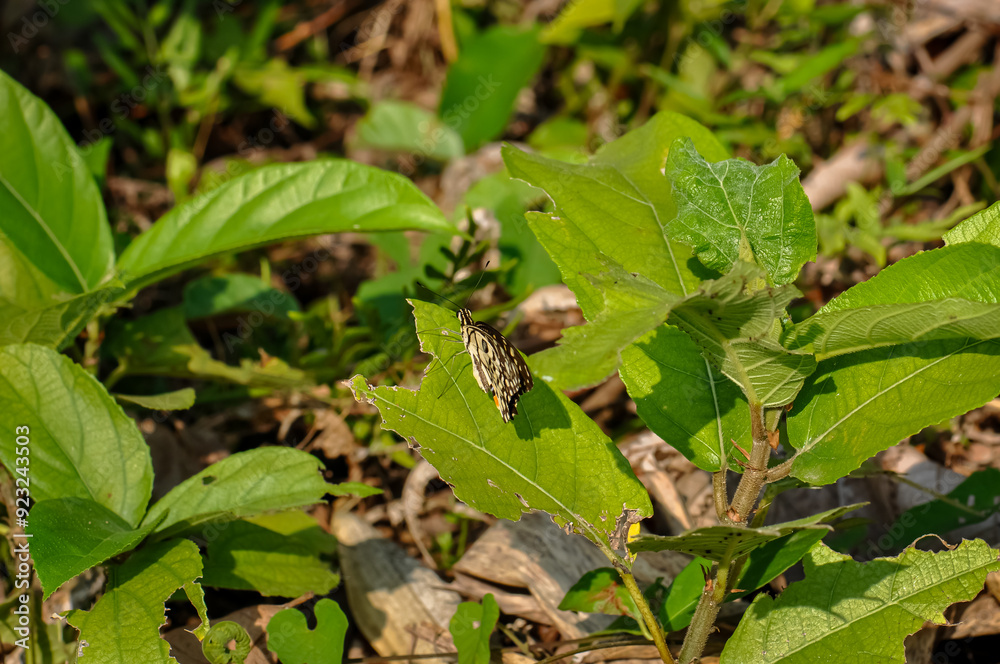 Idea leuconoe macro photo. Beautiful butterfly in nature Idea leuconoe macro photo. Beautiful butterfly in nature