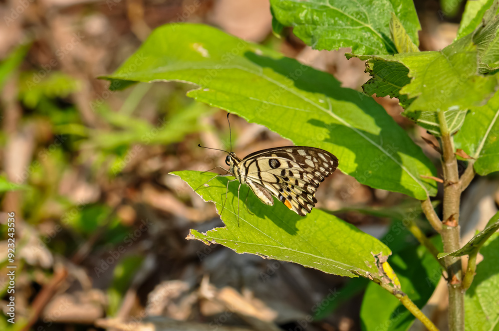 Idea leuconoe macro photo. Beautiful butterfly in nature Idea leuconoe macro photo. Beautiful butterfly in nature