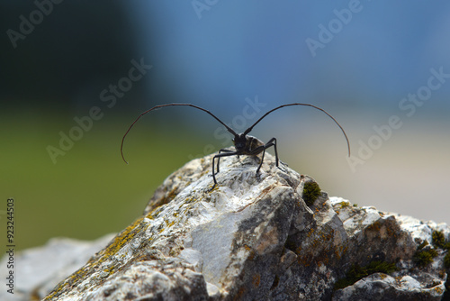 Einfarbiger Langhornbock photo