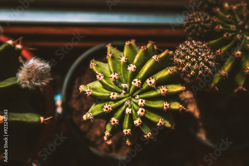 Round potted prickly cactuses in home garden view from above. Echinopsis tubiflora cactuses on window sill. Areoles of small cacti growing indoors. photo