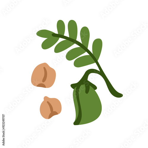 Chickpea plant, fresh natural raw food, farm fiber crop. Organic legume, gree...