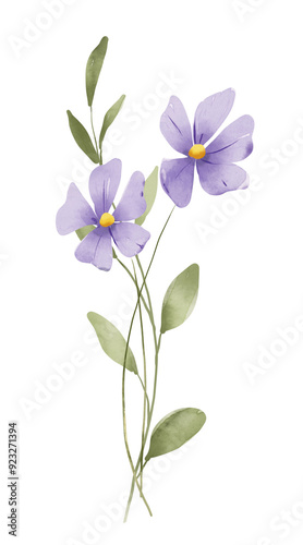 Violet flowers, floral watercolor digital illustration for greeting card, invitation and other printing design. Isolated on white. Hand drawing.