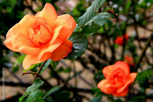 Close-up photo of a large orange rose with raindrops on a blurred green background #923285124