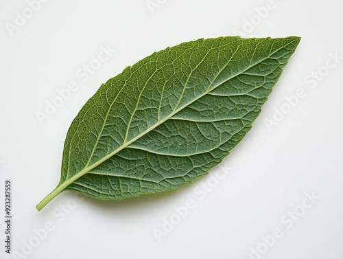 A fresh green leaf on a white background photo