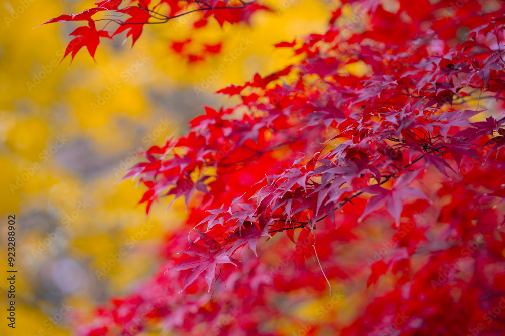 Autumnal foliage. Fall season. Autumn leaves, gold and red leaves of autumn background. Maple leaves. Colorful autumn leaves. natural background. Falling autumn. Autumnal foliage. Fall season. Autumn leaves, gold and red leaves of autumn background. Maple leaves. Colorful autumn leaves. natural background. Falling autumn.